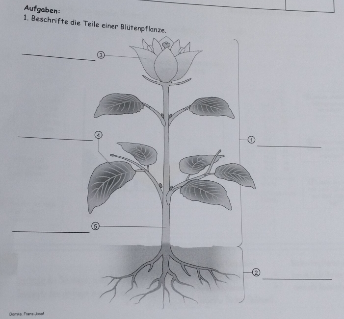 Aufgaben: 
1. Beschrifte die Teile einer Blütenpflanze. 
Domke, Franz-Josef