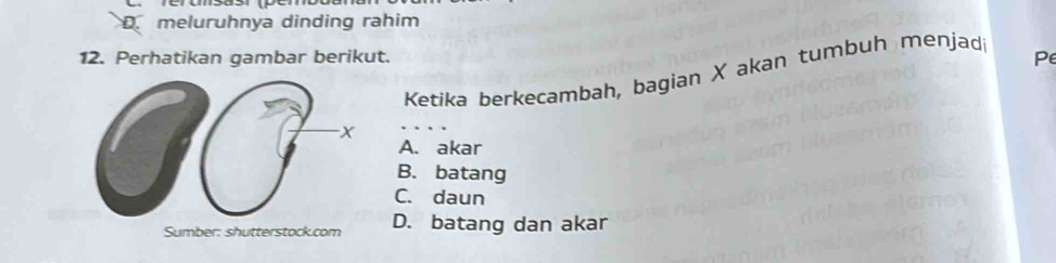 D. meluruhnya dinding rahim
12. Perhatikan gambar berikut.
Ketika berkecambah, bagian X akan tumbuh menjad
Pe
A. akar
B. batang
C. daun
Sumber: shutterstock.com D. batang dan akar