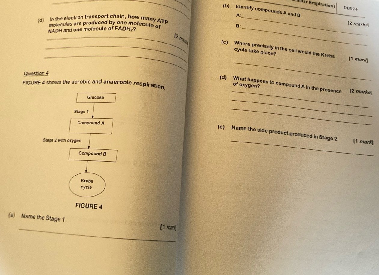 Ilar Respiration) DB024 
(b) Identify compounds A and B. [2 marks] 
A: 
(d) In the electron transport chain, how many ATP_ 
molecules are produced by one molecule of 
NADH and one molecule of FADH₂? B:_ 
_[2 mark 
_ 
_(c) Where precisely in the cell would the Krebs [1 mark] 
cycle take place? 
Question 4 
_ 
FIGURE 4 shows the aerobic and anaerobic respiration. 
(d) What happens to compound A in the presence [2 marks] 
of oxygen? 
_ 
_ 
(e) Name the side product produced in Stage 2. [1 mark] 
_ 
(a) Name the Stage 1. 
_[1 mari]