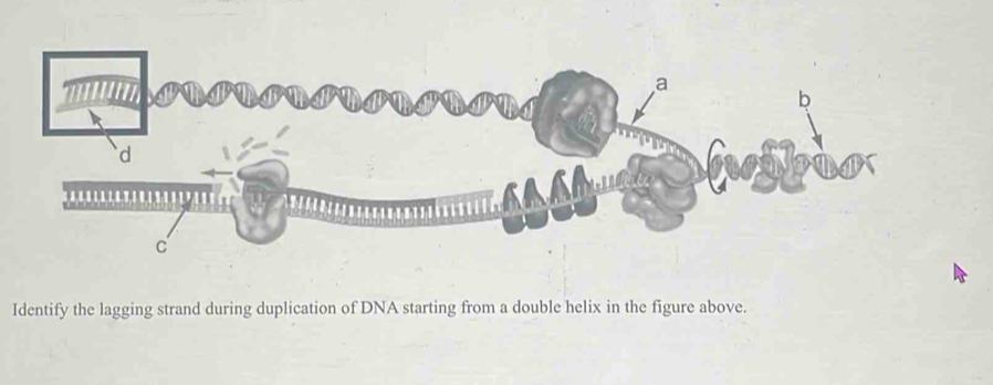 Identify the lagging strand during duplication of DNA starting from a double helix in the figure above.