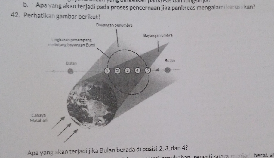 masikan pankreas đan fungsmya . 
b. Apa yang akan terjadi pada proses pencernaan jika pankreas mengalami kerusakan? 
42. Perhatikan gambar berikut! 
Apa yang akan terjadi jika Bulan berada di posisi 2, 3, dan 4? 
seperti suara men i berat a