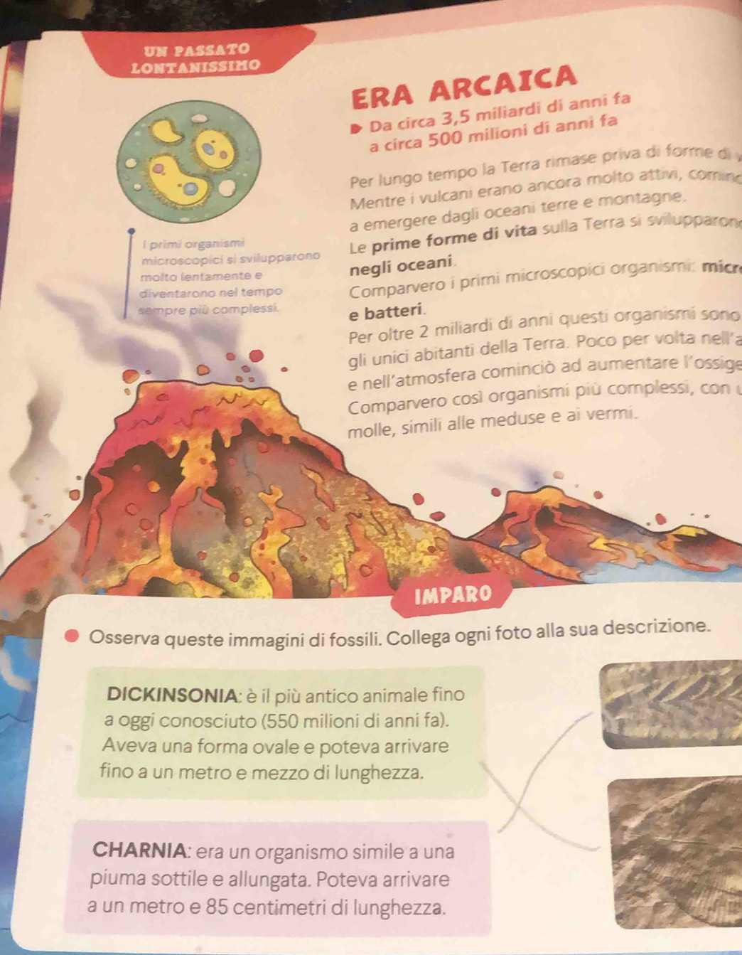 UN PASSATO 
LONTANISSIMO 
ERA ARCAICA 
Da circa 3,5 miliardi di anni fa 
a circa 500 milioni di anni fa 
Per lungo tempo la Terra rimase priva di forme di 
Mentre i vulcani erano ancora molto attivi, comino 
a emergere dagli oceani terre e montagne. 
microscopici si svilupparono Le prime forme di vita sulla Terra si svilupparon 
l primi organismi 
molto lentamente e 
negli oceani. 
diventarono nel tempo Comparvero i primi microscopici organismi: mich 
sempre più complessi. e batteri. 
Per oltre 2 miliardi di anni questi organismi sono 
gli unici abitanti della Terra. Poco per volta nell’a 
e nell'atmosfera cominció ad aumentare l'ossige 
Comparvero così organismi più complessi, con 
molle, simili alle meduse e ai vermi. 
IMPARO 
Osserva queste immagini di fossili. Collega ogni foto alla sua descrizione. 
DICKINSONIA: è il più antico animale fino 
a oggi conosciuto (550 milioni di anni fa). 
Aveva una forma ovale e poteva arrivare 
fino a un metro e mezzo di lunghezza. 
CHARNIA: era un organismo simile a una 
piuma sottile e allungata. Poteva arrivare 
a un metro e 85 centimetri di lunghezza.