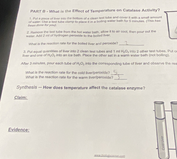 Solved: What is the Effect of Temperature on Catalase Activity? 1. Put ...