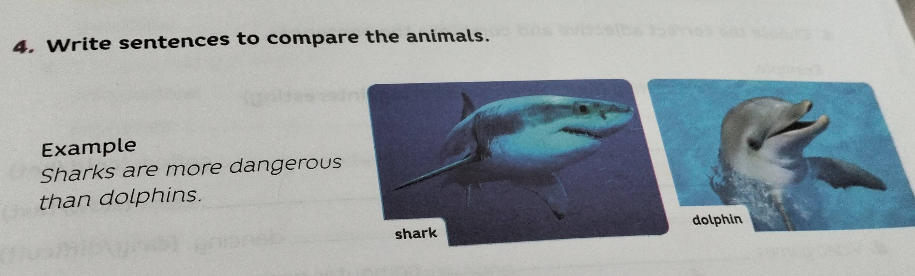 Write sentences to compare the animals. 
Example 
Sharks are more dangerous 
than dolphins.