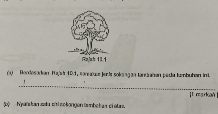 Berdasarkan Rajah 10.1, namakan jenis sokongan tambahan pada tumbuhan ini. 
_ 
[1 markah ] 
(b) Nyatakan satu ciri sokongan tambahan di atas.