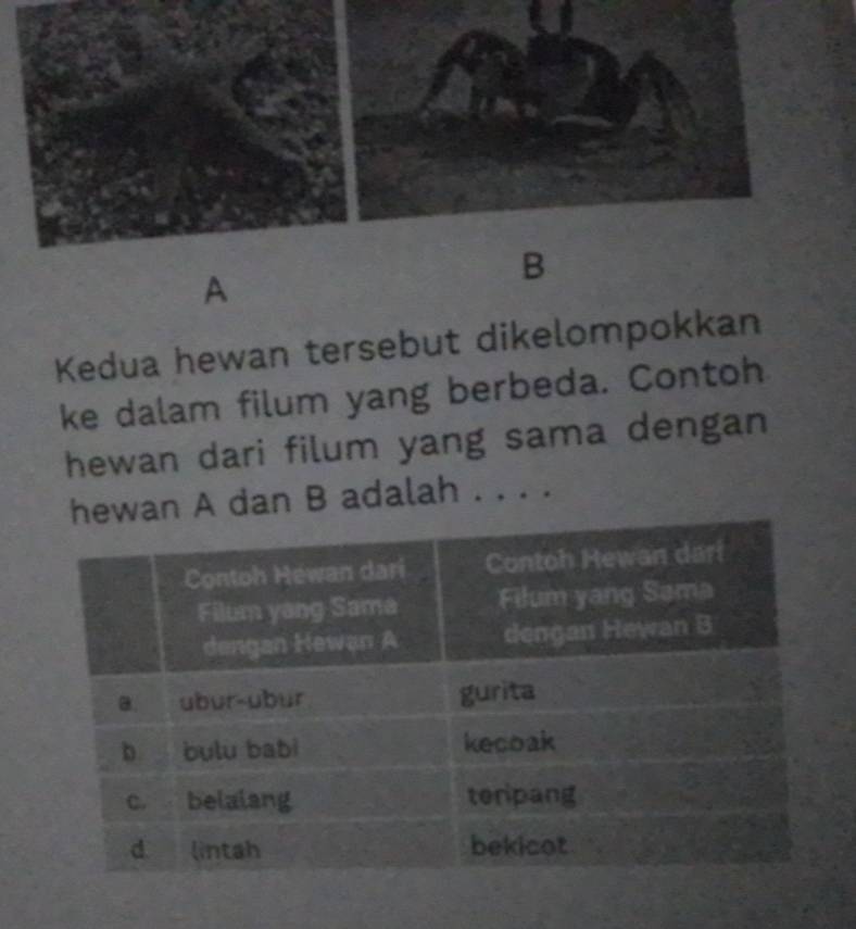 A 
Kedua hewan tersebut dikelompokkan 
ke dalam filum yang berbeda. Contoh 
hewan dari filum yang sama dengan 
wan A dan B adalah . . . .