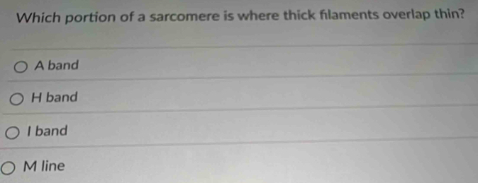 Which portion of a sarcomere is where thick filaments overlap thin?
A band
H band
I band
M line