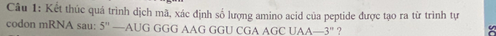 Kết thúc quá trình dịch mã, xác định số lượng amino acid của peptide được tạo ra từ trình tự 
codon mRNA sau: 5''-AUG GGG AAG GGU CGA AGC UAA —3"? 
U