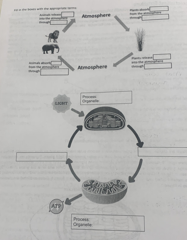 F
s: 
Organelle: