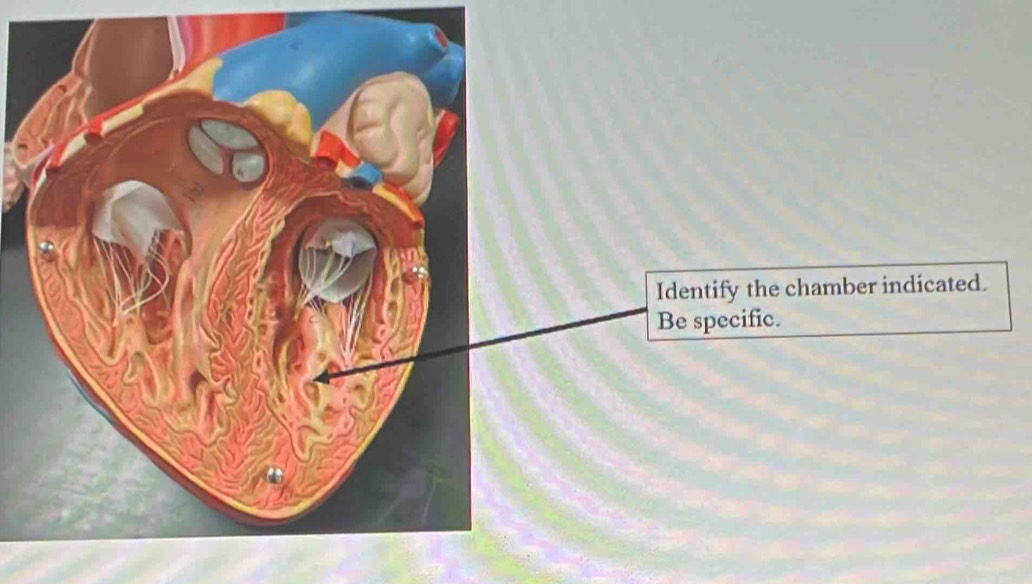 Identify the chamber indicated. 
Be specific.