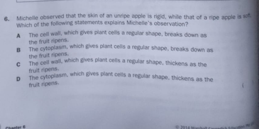 Michelle observed that the skin of an unripe apple is rigid, while that of a ripe apple is son
Which of the following statements explains Michelle's observation?
A The cell wall, which gives plant cells a regular shape, breaks down as
the fruit ripens.
B The cytoplasm, which gives plant cells a regular shape, breaks down as
the fruit ripens.
C The cell wall, which gives plant cells a regular shape, thickens as the
fruit ripens.
D The cytoplasm, which gives plant cells a regular shape, thickens as the
fruit ripens.
Chanter 6