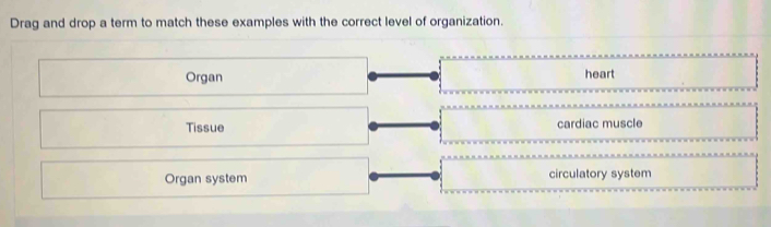 Drag and drop a term to match these examples with the correct level of organization. 
Organ heart 
Tissue cardiac muscle 
Organ system circulatory system