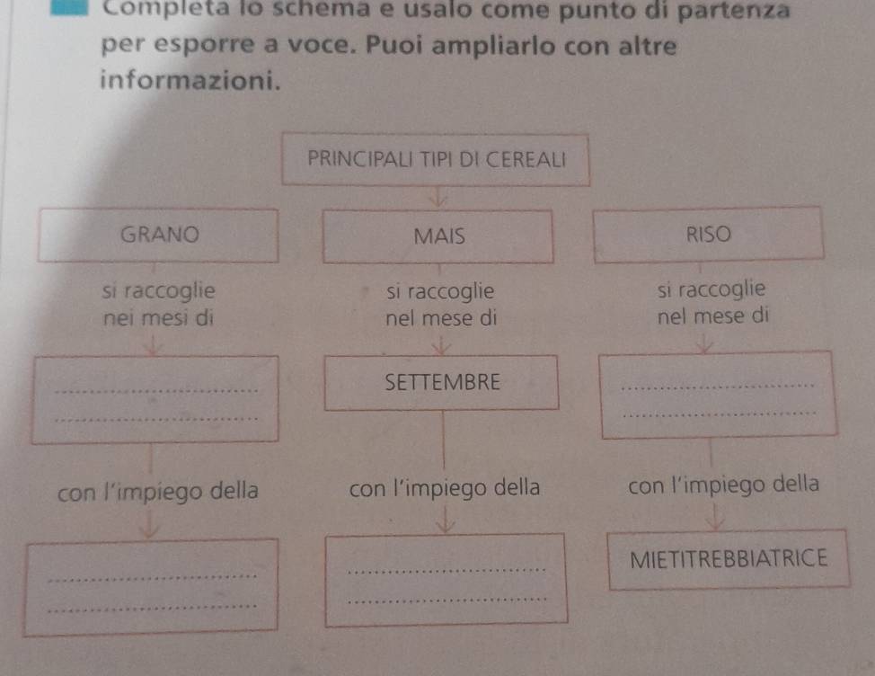 Completa lo schema e usalo come punto di partenza 
per esporre a voce. Puoi ampliarlo con altre 
informazioni. 
PRINCIPALI TIPI DI CEREALI 
GRANO MAIS RISO 
si raccoglie si raccoglie si raccoglie 
nei mesi di nel mese di nel mese di 
_ 
SETTEMBRE 
_ 
_ 
_ 
con l’impiego della con l’impiego della con limpiego della 
_ 
_ 
MIETITREBBIATRICE 
_ 
_