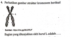 Perhatikan gambar struktur kromosom berikut! 
L 
Sumber: https:/che.gg/3bU2AUF" 
Bagian yang ditunjukkan oleh huruf L adalah . . .