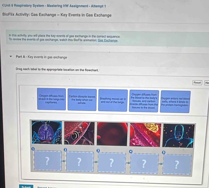 < Unit 6 Respiratory System - Mastering HW Assignment - Attempt 1 
BioFlix Activity: Gas Exchange -- Key Events in Gas Exchange 
In this activity, you will place the key events of gas exchange in the correct sequence. 
To review the events of gas exchange, watch this BioFlix animation: Gas Exchange. 
Part A - Key events in gas exchange 
Drag each label to the appropriate location on the flowchart. 
Reset He 
Oxygen diffuses from 
Oxygen diftuses from Carbon dioxyde leaves the blood to the body's Oxygen enters red blood 
alveoll in the lungs into the body when we Breathing moves air in and out of the lungs. dioxide diffuses from the tissues, and carbon cells, where it binds to 
capillaries exhale the protein hemoglobin. 
tissues to the blood. 
0 
。 
Q 
。 
? 
? a ? ? ? 
Suhmit