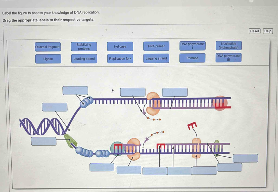 Solved: Label the figure to assess your knowledge of DNA replication ...