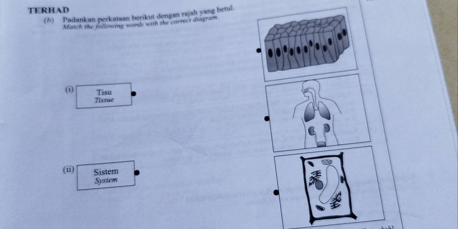 TERHAD 
(b) Padankan perkataan berikut dengan rajah yang betul. 
Match the following words with the correct diagram. 
(i) Tisu 
Tissue 
(ii) Sistem 
System