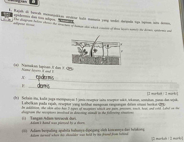 Danagían B 
TEKS epidermis dan tisu adipos. 
Buku 1. Rajah di bawah menunjukkan struktur kulit manusia yang terdirí daripada tiga lapisan iaitu dermis,
11 - 29 m s 
adipose tissue. The diagram below shows the structure of human skin which consists of three layers namely the dermis, epidermis and 
(a) Namakan lapisan X dan Y. C 
Name layers X and Y.
X :_ 
_
Y : 
[2 markah / 2 marks] 
(b) Selain itu, kulit juga mempunyai 5 jenis reseptor iaitu reseptor sakit, tekanan, sentuhan, panas dan sejuk. 
Labelkan pada rajah, reseptor yang terlibat mengesan rangsangan dalam situasi berikut α 
In addition, the skin also has 5 types of receptors which are pain, pressure, touch, heat, and cold. Label on the 
diagram the receptors involved in detecting stimuli in the following situations 
(i) Tangan Adam tercucuk duri. 
Adam's hand was pierced by a thorn. 
(ii) Adam berpaling apabila bahunya dipegang oleh kawannya dari belakang 
Adam turned when his shoulder was held by his friend from behind. 
[2 markah / 2 marks]