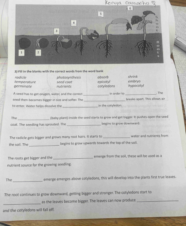 Fill in the blanks with the correct words from the word bank
radicle photosynthesis absorb shrink
temperature seed coat epicotyl embryo
germinate nutrients cotyledons hypocotyl
A seed has to get oxygen, water, and the correct _in order to _. The
seed then becomes bigger in size and softer. The _breaks apart. This allows air
to enter. Water helps dissolve the _in the cotyledon.
_
The (baby plant) inside the seed starts to grow and get bigger. It pushes open the seed
coat. The seedling has sprouted. The _begins to grow downward.
The radicle gets bigger and grows many root hairs. It starts to _water and nutrients from
the soil. The_ begins to grow upwards towards the top of the soil.
The roots get bigger and the _emerge from the soil, these will be used as a
nutrient source for the growing seedling.
The_ emerge emerges above cotyledons, this will develop into the plants first true leaves.
The root continues to grow downward, getting bigger and stronger. The cotyledons start to
_
as the leaves become bigger. The leaves can now produce_
and the cotyledons will fall off.