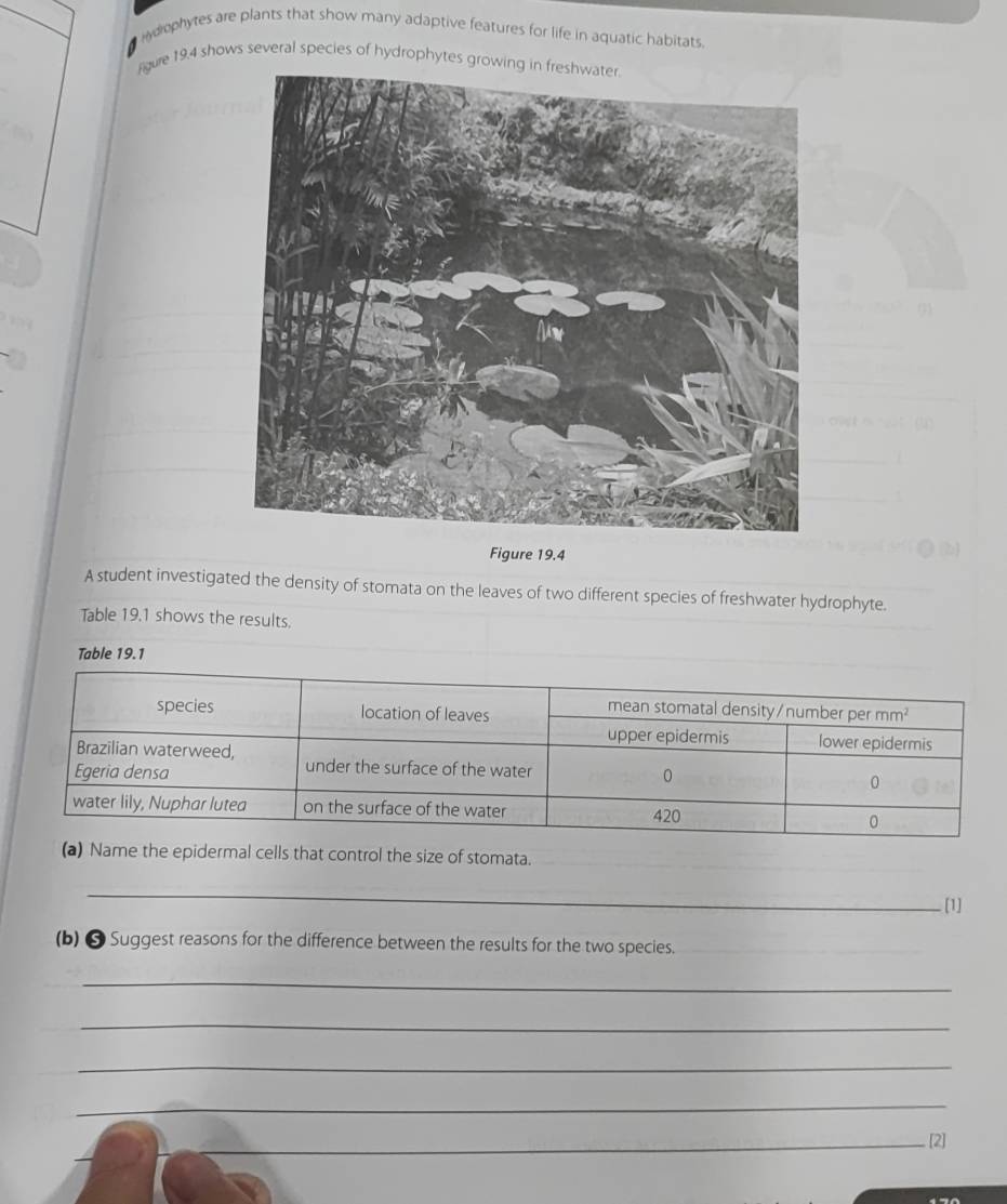 ophytes are plants that show many adaptive features for life in aquatic habitats
rgure 19.4 shows several species of hydrophytes growing in freshwater.
Figure 19.4
A student investigated the density of stomata on the leaves of two different species of freshwater hydrophyte.
Table 19.1 shows the results.
Table 19.1
(a) Name the epidermal cells that control the size of stomata.
_
_
[1]
(b) ❸ Suggest reasons for the difference between the results for the two species._
_
_
_
_
_[2]