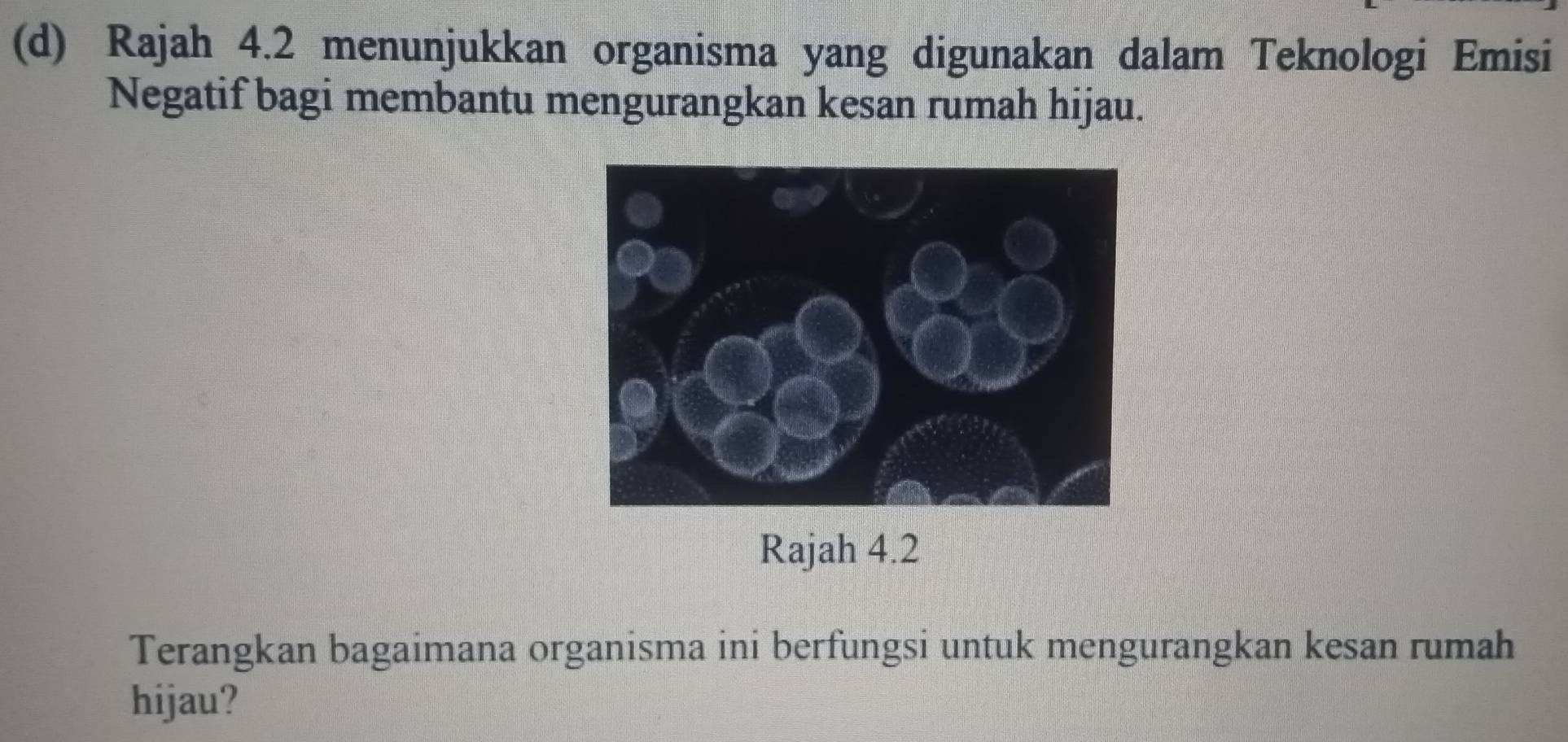 Rajah 4.2 menunjukkan organisma yang digunakan dalam Teknologi Emisi 
Negatif bagi membantu mengurangkan kesan rumah hijau. 
Rajah 4.2 
Terangkan bagaimana organisma ini berfungsi untuk mengurangkan kesan rumah 
hijau?