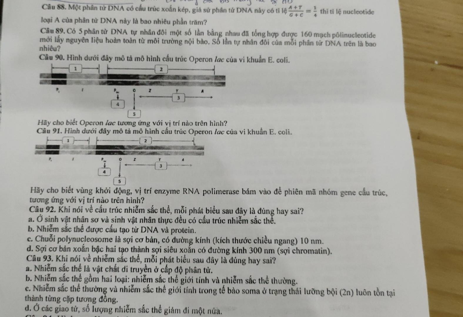 Một phân tử DNA có cấu trúc xoắn kép, giả sử phân tử DNA này có tỉ lệ  (A+T)/G+C = 1/4  thì tỉ lệ nucleotide
loại A của phân từ DNA này là bao nhiêu phần trăm?
Câu 89. Có 5 phân từ DNA tự nhân đôi một số lần bằng nhau đã tổng hợp được 160 mạch pôlinucleotide
mới lấy nguyên liệu hoàn toàn từ môi trường nội bào. Số lần tự nhân đôi của mỗi phân tử DNA trên là bao
nhiêu?
Câu 90. Hình dưới đây mô tả mô hình cấu trúc Operon lợc của vi khuẩn E. coli.
1
2
1 P 。 z Y A
3
4
5
Hãy cho biết Operon lạc tương ứng với vị trí nào trên hình?
Câu 91. Hình dưới đây mô tả mô hình cấu trúc Operon lạc của vi khuẩn E. coli.
1
2
0 1 Y A
3
4
5
Hãy cho biết vùng khởi động, vị trí enzyme RNA polimerase bám vào để phiên mã nhóm gene cầu trúc,
tương ứng với vị trí nào trên hình?
Câu 92. Khi nói về cấu trúc nhiễm sắc thể, mỗi phát biểu sau đây là đúng hay sai?
a. Ở sinh vật nhân sơ và sinh vật nhân thực đều có cấu trúc nhiễm sắc thể.
b. Nhiễm sắc thể được cấu tạo từ DNA và protein.
c. Chuỗi polynucleosome là sợi cơ bản, có đường kính (kích thước chiều ngang) 10 nm.
d. Sợi cơ bản xoắn bậc hai tạo thành sợi siêu xoắn có đường kính 300 nm (sợi chromatin).
Câu 93. Khi nói về nhiễm sắc thể, mỗi phát biểu sau đây là đúng hay sai?
a. Nhiễm sắc thể là vật chất di truyền ở cấp độ phân tử.
b. Nhiễm sắc thể gồm hai loại: nhiễm sắc thể giới tính và nhiễm sắc thể thường.
c. Nhiễm sắc thể thường và nhiễm sắc thế giới tính trong tế bào soma ở trạng thái lưỡng bội (2n) luôn tồn tại
thành từng cặp tương đồng.
d. Ở các giao tử, số lượng nhiễm sắc thể giảm đi một nửa.