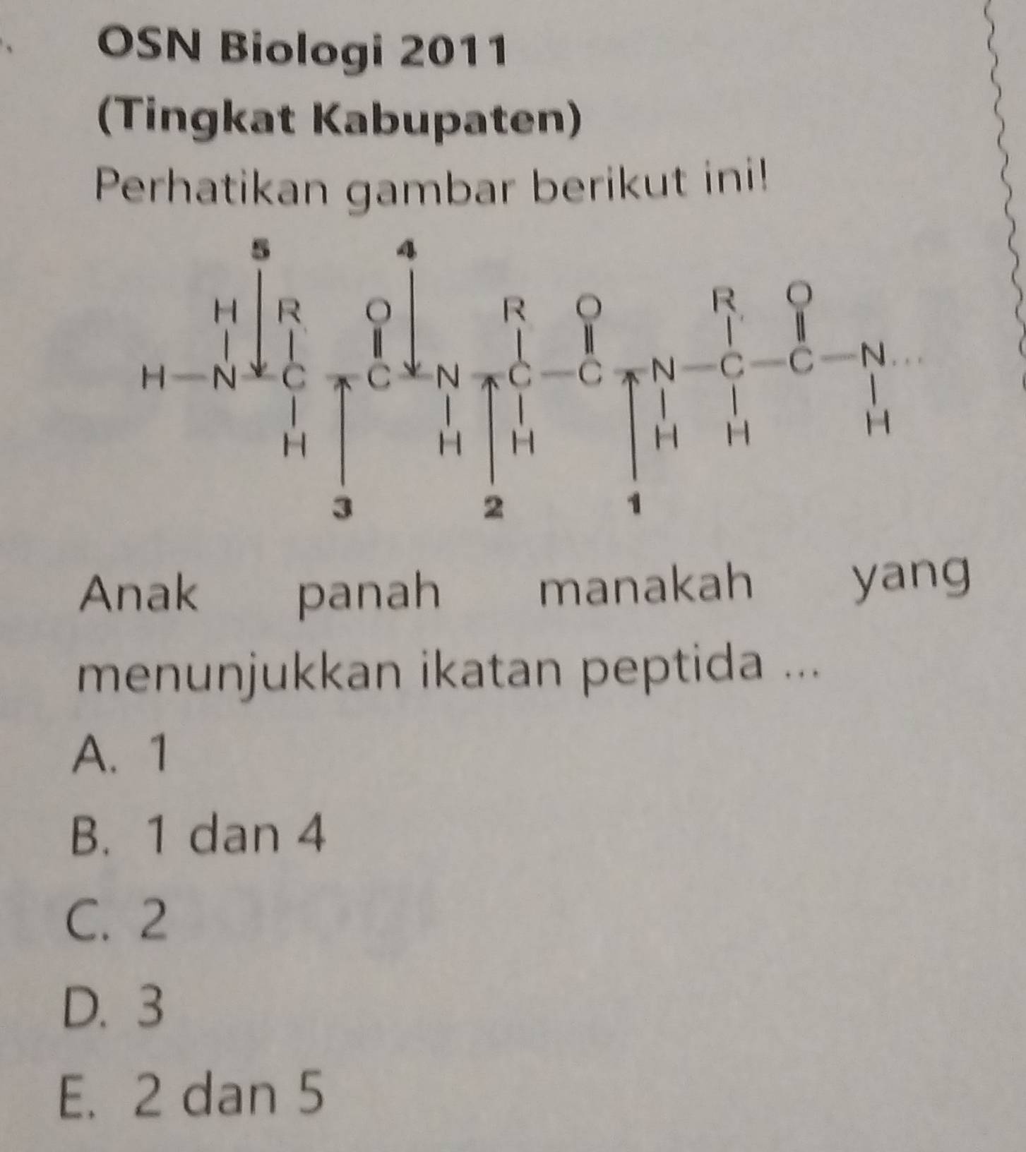 OSN Biologi 2011
(Tingkat Kabupaten)
Perhatikan gambar berikut ini!
Anak panah manakah
yang
menunjukkan ikatan peptida ...
A. 1
B. 1 dan 4
C. 2
D. 3
E. 2 dan 5