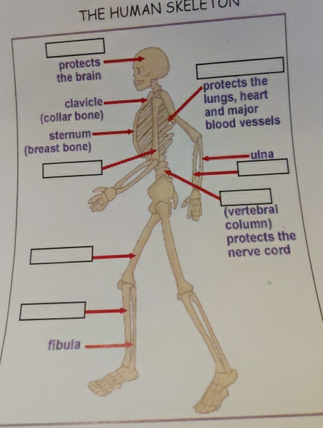 THE HUMAN SKELETON