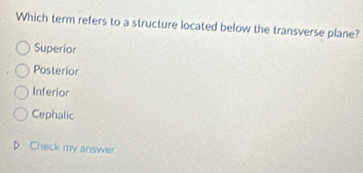 Solved: Which term refers to a structure located below the transverse ...