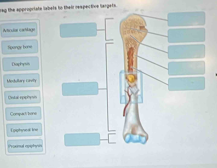 rag the appropriate labels to their respective targets. 
Articular cartílage 
Spongy bone 
Diaphysis 
Medullary cavity 
Distal epiphysis 
Compact bone 
Epiphyseal line 
Proximal epiphysis