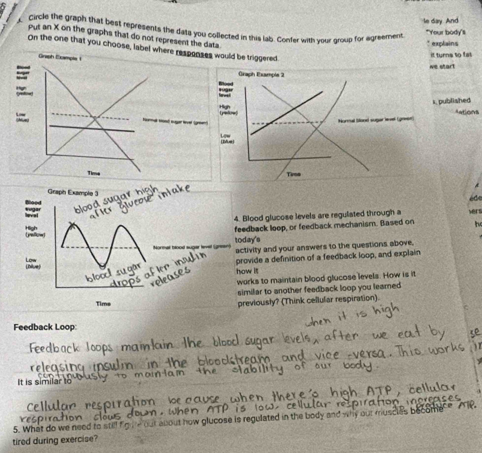 le day. And 
Circle the graph that best represents the data you collected in this lab. Confer with your group for agreement 
"Your body's 
Put an X on the graphs that do not represent the data 
explains 
On the one that you choose, label where responses would be triggered. 
Graph Exmple t 
it turns to fat 
Blood we start 
tewal Brger 
Graph Example 2 
Blood 
High sugar 
lovel 
s. published 
High 
Low (yellow) dations 
[Nue] Normal blond sugar level (graesn) 
Normal blood sugar lvel (green) 
Low 
(blve) 
Time 
Tiree 
A 
éde 
vers 
lood glucose levels are regulated through a 
dback loop, or feedback mechanism. Based on 
h 
ay's 
ivity and your answers to the questions above, 
vide a definition of a feedback loop, and explain 
w it 
rks to maintain blood glucose levels. How is it 
ilar to another feedback loop you learned 
eviously? (Think cellular respiration). 
Feedback Loop: 
11 

It is similar to 
5. What do we need to still figne out about how glucose is regulated in the body and w 
tired during exercise?