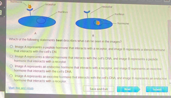 hormone 
A
B
Which of the following statements best describes what can be seen in the images?
Image A represents a peptide hormone that interacts with a receptor, and image B represents a steroid hormone
that interacts with the cell's DN
Image A represents a steroid hormone that interacts with the cell's DNA, and image B represents a peptide
hormone that interacts with a receptor
Image A represents an endocrine hormone that interacts with a receptor, and image B represents an exocrine
hormone that interacts with the cell's DNA.
lmage A represents an exocrine hormone that interacts with the cell's DNA, and image B represents an endocrine
hormone that interacts with a receptor.
Mark this and return Save and Exit Next Submit