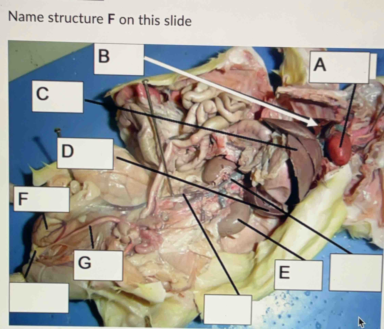 Name structure F on this slide