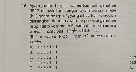 Ayam jantan berpial walnut (sumpel) genotipe
RRPP dikawinkan dengan ayam berpial single
(biji) genotipe rrpp. F_1 yang dihasilkan kemudian
disilangkan dengan ayam berpial rose genotipe
Rrpp. Rasio keturunan F_2 yang dihasilkan antara
walnut : rose : pea : single adalah . . . .
(R-P-= walnut, R-pp=rose, rrP-= pea,rrpp=
single)
A. 1:1:1:1
B. 3:3:1:1
C. 3:3:2:1 Ber
D. 4:3:1:1 pad
E. 9:3:3:1 A.