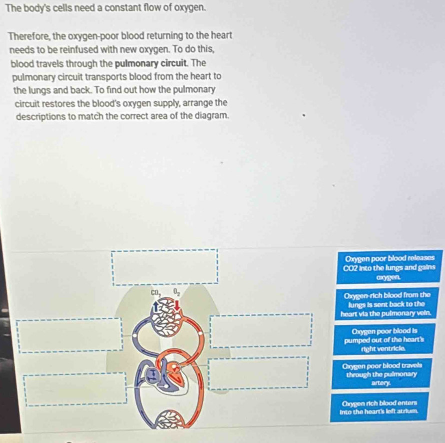 The body's cells need a constant flow of oxygen.
Therefore, the oxygen-poor blood returning to the heart
needs to be reinfused with new oxygen. To do this,
blood travels through the pulmonary circuit. The
pulmonary circuit transports blood from the heart to
the lungs and back. To find out how the pulmonary
circuit restores the blood’s oxygen supply, arrange the
descriptions to match the correct area of the diagram.
Oxygen poor blood releases
CO2 into the lungs and gains
axygen.
CO_2 O_2
Oxygen-rich blood from the
lungs is sent back to the
heart via the pulmonary vein.
Oxygen poor blood is
pumped out of the heart's
right ventricle.
Oxygen poor blood travels
through the pulmonary
artory.
Oxygen rich blood enters
into the heart's left atrium.