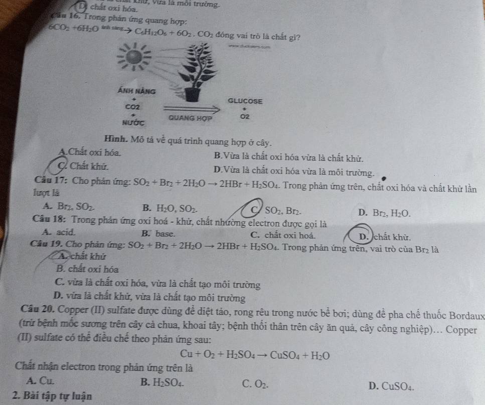 hài khử, vừa là môi trường.
Di chất oxi hóa.
Cầu 16. Trong phản ứng quang hợp:
6CO_2+6H_2O ánh sáng C_6H_12O_6+6O_2.CO_2 đóng vai trò là chất gì?
Hình. Mô tả về quá trình quang hợp ở cây.
A.Chất oxi hóa. B.Vừa là chất oxi hóa vừa là chất khử.
C. Chất khủ. D.Vừa là chất oxi hóa vừa là môi trường.
Câu 17: Cho phản ứng: SO_2+Br_2+2H_2Oto 2HBr+H_2SO_4. Trong phản ứng trên, chất oxi hóa và chất khử lần
lượt là
A. Br_2,SO_2 B. H_2O,SO_2. C SO_2 Br_2. D. Br_2,H_2O.
Cầu 18: Trong phản ứng oxi hoá - khử, chất nhường electron được gọi là
A. acid. B. base. C. chất oxi hoá. D. chất khử.
Câu 19. Cho phản ứng: SO_2+Br_2+2H_2Oto 2HBr+H_2SO_4. Trong phản ứng trên, vai trò của Br_2 là
A. chất khử
B. chất oxi hóa
C. vừa là chất oxi hóa, vừa là chất tạo môi trường
D. vừa là chất khử, vừa là chất tạo môi trường
Cầu 20. Copper (II) sulfate được dùng để diệt tảo, rong rêu trong nước bể bơi; dùng đề pha chế thuốc Bordaux
(trừ bệnh mốc sương trên cây cả chua, khoai tây; bệnh thối thân trên cây ăn quả, cây công nghiệp)... Copper
(II) sulfate có thể điều chế theo phản ứng sau:
Cu+O_2+H_2SO_4to CuSO_4+H_2O
Chất nhận electron trong phản ứng trên là
A. Cu. B. H_2SO_4. C. O_2. D. CuSO_4.
2. Bài tập tự luận