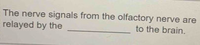 The nerve signals from the olfactory nerve are 
relayed by the _to the brain.