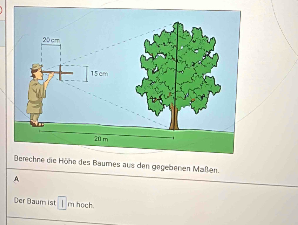 Berechne die Höhe des Baumes aus den gegebenen Maßen. 
A 
Der Baum ist | m hoch.