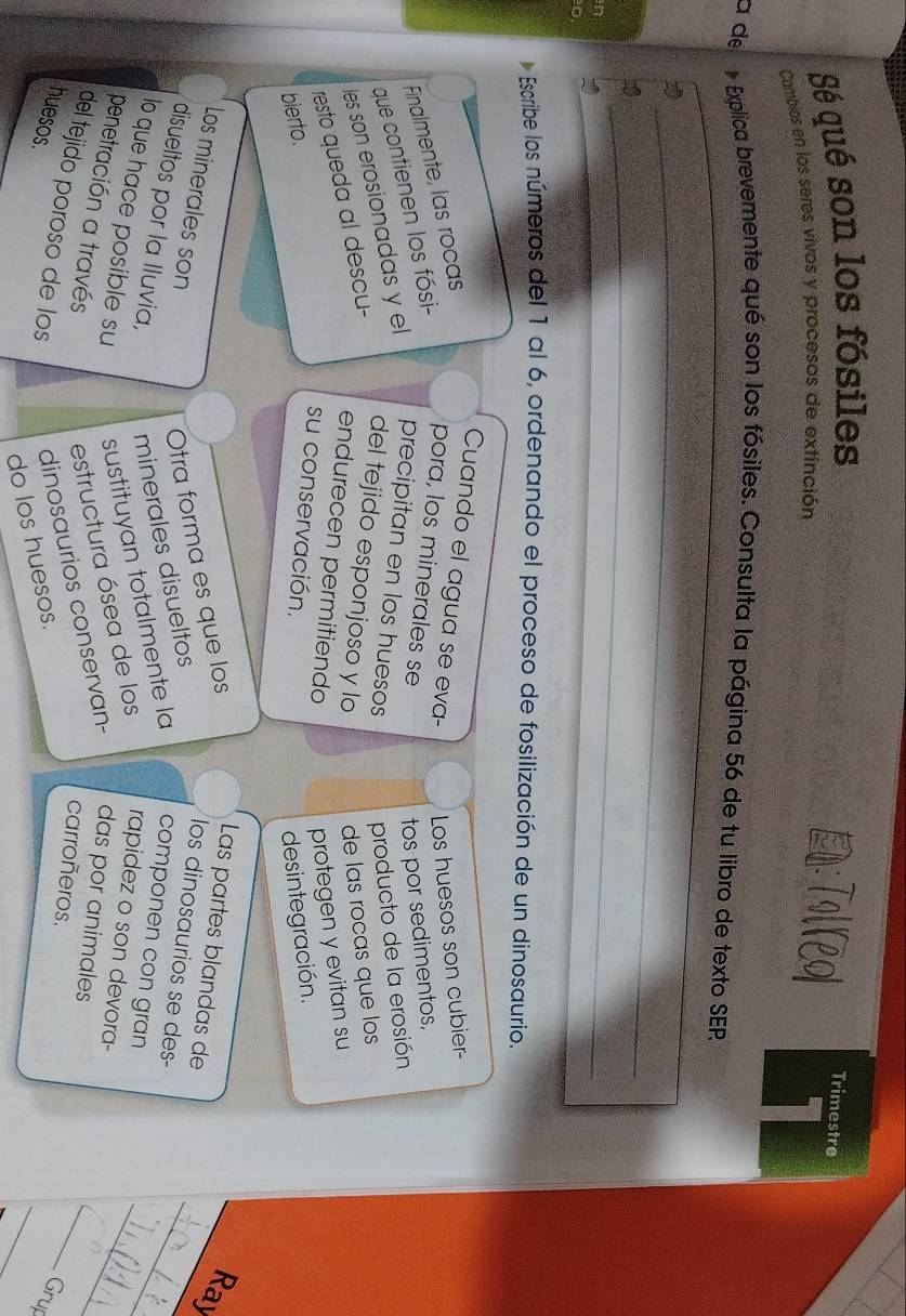 Sé qué son los fósiles 
Cambios en los seres vivos y procesos de exfinción 
E=:Tolreol Trimestre 
a de Explica brevemente qué son los fósiles. Consulta la página 56 de tu libro de texto SEP 
_ 
__ 
_ 
_ 
Escribe los números del 1 al 6, ordenando el proceso de fosilización de un dinosaurio. 
Finalmente, las rocas 
Cuando el agua se eva- Los huesos son cubier- 
que contienen los fósi- 
pora, los minerales se 
tos por sedimentos, 
les son erosionadas y el precipitan en los huesos producto de la erosión 
resto queda al descu- 
del tejido esponjoso y lo de las rocas que los 
endurecen permitiendo protegen y evitan su 
bierto. 
su conservación. 
de sintegración. 
Los minerales son Otra forma es que los 
Las partes blandas de 
Ray 
disueltos por la Iluvia, minerales disueltos 
los dinosaurios se des- 
lo que hace posible su sustituyan totalmente la componen con gran 
_ 
penetración a través 
estructura ósea de los rapidez o son devora- 
_ 
del tejido poroso de los dinosaurios conservan- das por animales 
_ 
carroñeros. 
_ 
huesos. 
do los huesos. 
Grup