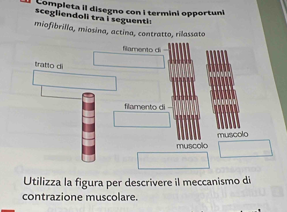 Completa il disegno con i termini opportuni 
scegliendoli tra i seguenti: 
miofibrilla, miosina, actina, contratto, rilassato 
Utilizza la figura per descrivere il meccanismo di 
contrazione muscolare.