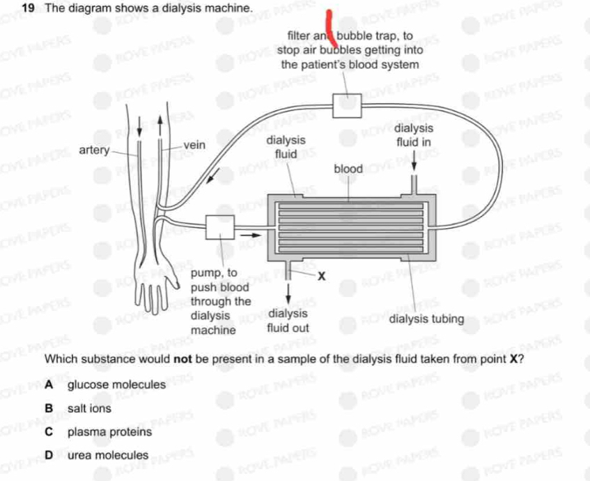 The diagram shows a dialysis machine.
Which substance would not be present in a sample of the dialysis fluid taken from point X?
A glucose molecules
B salt ions
C plasma proteins
D urea molecules