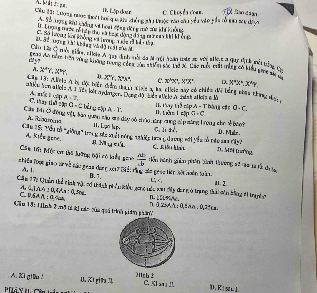 A. Mắt đoạn. B. Lập đoạn. C. Chuyển đoạn. Đ. Đảo đoạn,
Câu 11: Lượng nước thoát hơi qua khí khổng phụ thuộc vào chủ yếu vào yếu tố nào sau đây?
A. Số lượng khí khổng và hoạt động đóng mở của khí khổng.
B. Lượng nước rẻ háp thu và hoạt động đóng mở của khí khổng.
C. Số lượng khí không và lượng nước rễ hấp thụ.
D. Số lượng khí khổng và độ tuổi của lá.
Câu 12 、 sigma Ở ruồi giấm, allele A quy định mắt đỏ là trội hoàn toàn so với allele a quy định mắt trắng; Cập
dây?
gene Aa nằm trên vùng không tương đồng của nhiễm sắc thể X. Các ruồi mắt trắng có kiểu gene nào sau
A. X^AY,X^BY. B. X^aY,X^aX^a. C. X^(wedge)X^s,X^sX^s. D. X^(wedge)X^(wedge),X^(wedge)Y.
Câu 13: Allelo A bị đột biến điểm thành allele a, hai allele này có chiều dài bằng nhau nhưng allele s
nhiều hơn allele A 1 liên kết hydrogen. Dạng đột biển allele A thành allele a là
A. mất 1 cặp A-T
C. thay thể cặp G - C bằng cặp A-T.
B. thay thế cặp A - T bằng cặp G-C,
D. thêm 1 cặp G - C.
Câu 14: Ở động vật, bào quan nào sau đây có chức năng cung cấp năng lượng cho tế bảo?
A. Ribosome. B. Lục lạp. D. Nhân.
C. Ti thể.
Cầu 15: Yếu tổ “giống” trong sản xuất nông nghiệp tương đương với yếu tố nào sau đây?
A. Kiểu gene. B. Năng suất. C. Kiểu hình. D. Môi trường.
Câu 16: Một cơ thể lưỡng bội có kiểu gene  AB/ab  tiến hành giảm phân bình thường sẽ tạo ra tối đa ba
nhiêu loại giao tử về các gene đang xét? Biết rằng các gene liên kết hoàn toàn.
A. 1.
B. 3. C. 4. D. 2.
Câu 17: Quần thể sinh vật có thành phần kiểu gene nào sau đây đang ở trạng thái cân bằng di truyền?
A. 0,1AA : 0,4Aa : 0,5aa. B. 100%Aa.
C. 0,6AA : 0,4aa. D. 0,25AA : 0,5Aa : 0,25aa.
Câu 18: Hình 2 mô tả kỉ nào của quá trình giảm phân?
Hình 2
A. Kì giữa 1. B. Kì giữa II. C. Kỉ sau II. D. Kì sau I.
P ả n     . n :