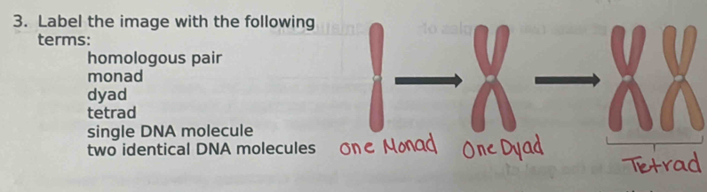 Label the image with the following
terms:
homologous pair
monad
dyad
tetrad
single DNA molecule
two identical DNA molecul