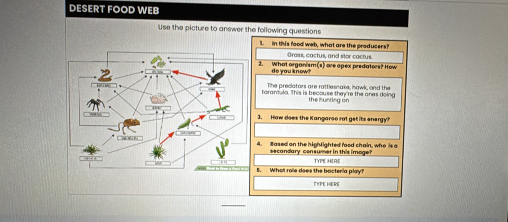 DESERT FOOD WEB 
Use the picture to answer the following questions 
1. In this food web, what are the producers? 
Grass, cactus, and star cactus. 
2. What organism(s) are apex predators? How 
do you know? 
The predators are rattlesnake, hawk, and the 
tarantula. This is because they're the ones doing 
the hunting on 
3. How does the Kangaroo rat get its energy? 
4. Based on the highlighted food chain, who is a 
secondary consumer in this image? 
TYPE HERE 
5. What role does the bacteria play? 
TYPE HERE