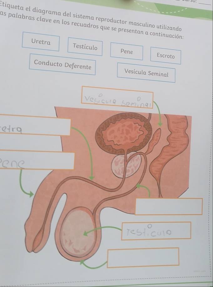 Etiqueta el diagrama del sistema reproductor masculino utilizando 
las palabras clave en los recuadros que se presentan a continuación: 
Uretra Testículo Escroto 
Pene 
Conducto Deferente Vesícula Seminal