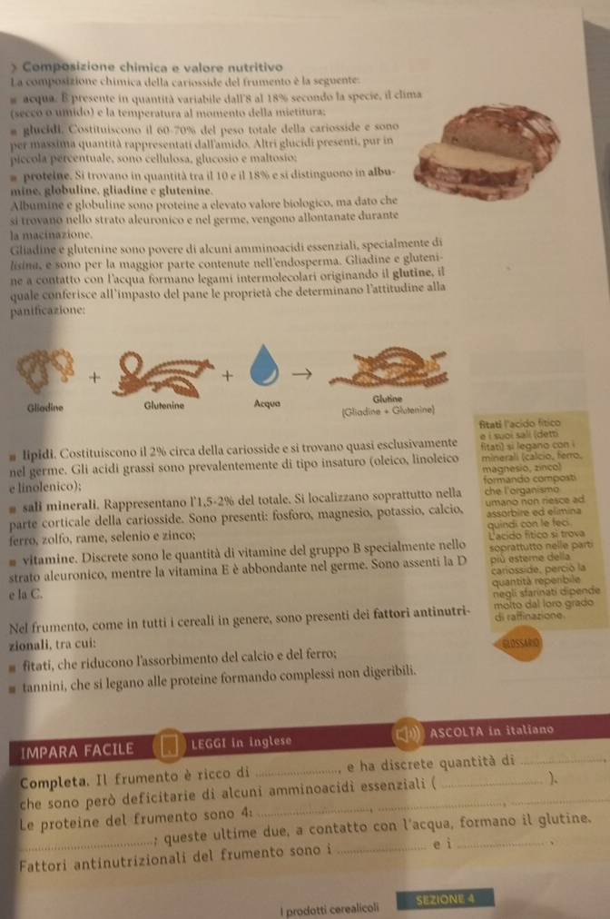 Composizione chímica e valore nutritivo
La composizione chímica della cariosside del frumento è la seguente:
# acqua. E presente in quantità variabile dall'8 al 18% secondo la specie, il clima
(secço o umido) e la temperatura al momento della mietitura:
# glucídi. Costituiscono il 60-70% del peso totale della cariosside e sono
per massima quantità rappresentati dall'amido. Altri glucidi presenti, pur in
piccola percentuale, sono cellulosa, glucosio e maltosio;
# protelne. Si trovano in quantità tra il 10 e il 18% e si distinguono in albu-
mine, globuline, gliadine c glutenine.
Albumine e globuline sono proteine a elevato valore biologico, ma dato che
si trovano nello strato aleuronico e nel germe, vengono allontanate durante
la macinazione.
Gliadine e glutenine sono povere di alcuni amminoacidi essenziali, specialmente di
lisina, e sono per la maggior parte contenute nell'endosperma. Gliadine e gluteni-
ne a contatto con l'acqua formano legami intermolecolari originando il glutine, il
quale conferisce all’impasto del pane le proprietà che determinano l'attitudine alla
panificazione:
cido fítico
# lipidi. Costituíscono il 2% circa della cariosside e si trovano quasí esclusivamente e i suoi sali (detti fitati) si legano con i
nel germe. Gli acidi grassi sono prevalentemente di tipo insaturo (oleico, linoleico minerali (calcio, ferro,
e linolenico); magnesio, zinco) formando compost
# sali minerali. Rappresentano l'1,5-2% del totale. Si localizzano soprattutto nella che l'organismo
parte corticale della cariosside. Sono presenti: fosforo, magnesio, potassio, calcio, umano non riesce ad
ferro, zolfo, rame, selenio e zinco; assorbire ed elimina quindi con le feci
L'acido fítico si trova
# vitamine. Discrete sono le quantità di vitamine del gruppo B specialmente nello soprattutto nelle parti
strato aleuronico, mentre la vitamina E è abbondante nel germe. Sono assenti la D più estere della
cariosside, perció la
quantità repenbile
e la C.
negli sfarinatí dipende
Nel frumento, come in tutti i cereali in genere, sono presenti dei fattori antinutri- molto dal loro grado di raffinazione.
zionali, tra cui: GLOSSARO
fitati, che riducono l'assorbimento del calcio e del ferro;
# tannini, che si legano alle proteine formando complessi non digeribili.
IMPARA FACILE LEGGI in inglese ASCOLTA in italiano
Completa. Il frumento è ricco di _, e ha discrete quantità di_
che sono però deficitarie di alcuni amminoacidì essenziali (
).
Le proteine del frumento sono 4:
_; queste ultime due, a contatto con l’acqua, formano il glutine.
Fattori antinutrizionali del frumento sono i_
e ì .
l prodotti cerealicoli SEZIONE 4