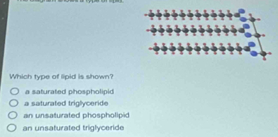 Which type of lipid is shown?
a saturated phospholipid
a saturated triglyceride
an unsaturated phospholipid
an unsaturated triglyceride