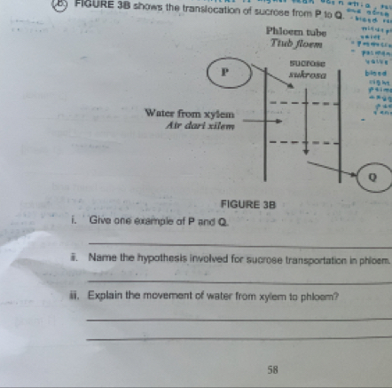 FIGURE 3B shows the translocation of sucrose from P to Q a
T H n
g du 1/ g
dlvt
pt m
* 
i. ' Give one example of P and Q. 
_ 
ii. Name the hypothesis involved for sucrose transportation in phloem. 
_ 
ii. Explain the movement of water from xylem to phloem? 
_ 
_ 
58