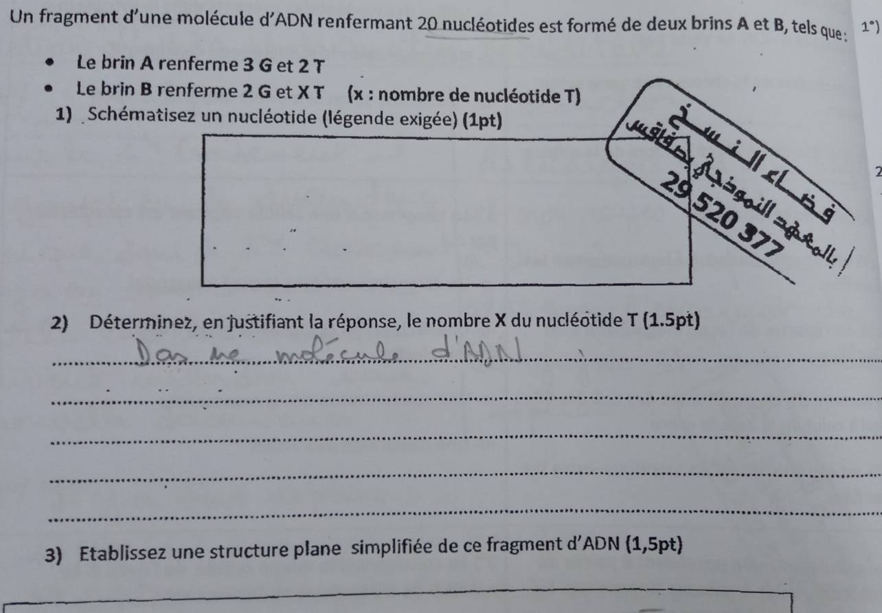 Un fragment d'une molécule d'ADN renfermant 20 nucléotides est formé de deux brins A et B, tels que ; 1°)
Le brin A renferme 3 G et 2 T 
Le brin B renferme 2 G et X T (x : nombre de nucléotide T) 
1) Schématisez un nucléotide (légende exigée) (1pt) 
i 
2 
«g soill →φr。 
d à s
29 520 377
2) Déterminez, en justifiant la réponse, le nombre X du nucléotide T (1.5pt) 
_ 
_ 
_ 
_ 
_ 
3) Etablissez une structure plane simplifiée de ce fragment d'ADN (1,5pt)