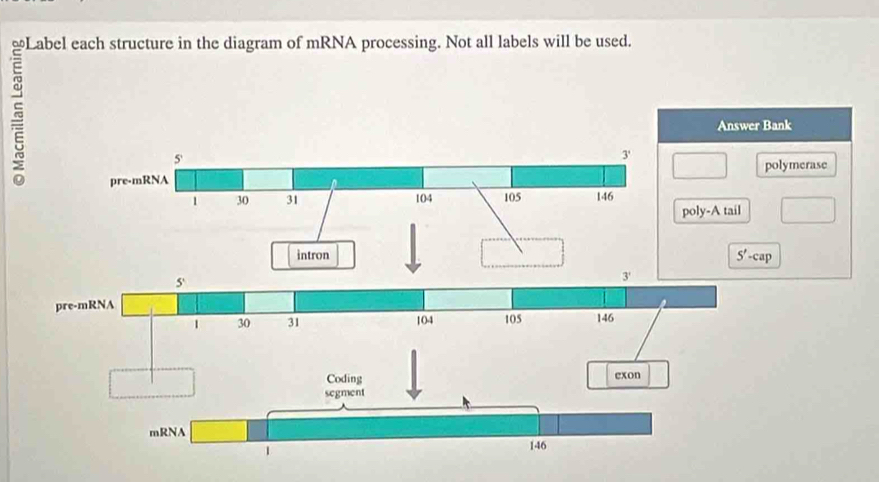 ≌Label each structure in the diagram of mRNA processing. Not all labels will be used.